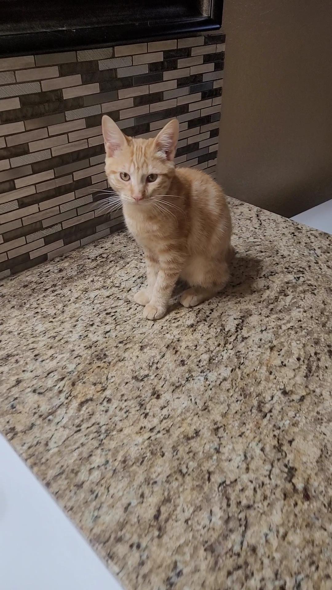 Enlarge EMBER, an adopted mixed breed in Escalon, CA image 4/6