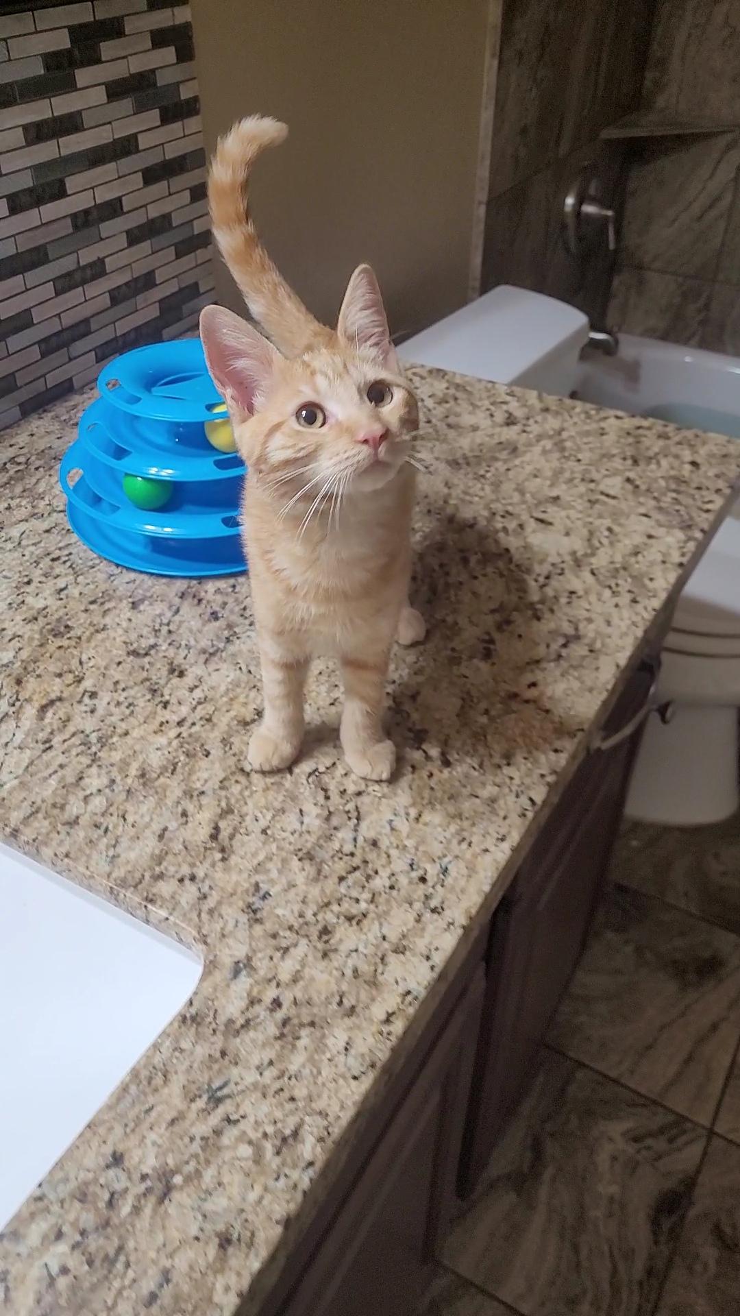 Enlarge EMBER, an adopted mixed breed in Escalon, CA image 2/6