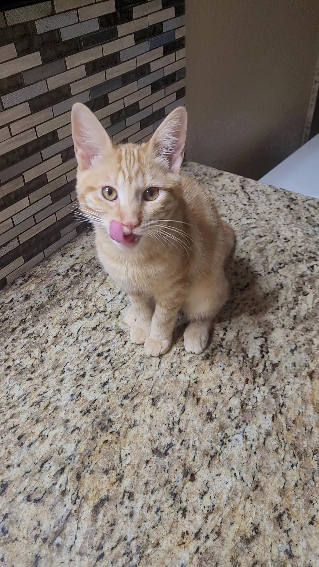 Enlarge EMBER, an adopted mixed breed in Escalon, CA image 3/6