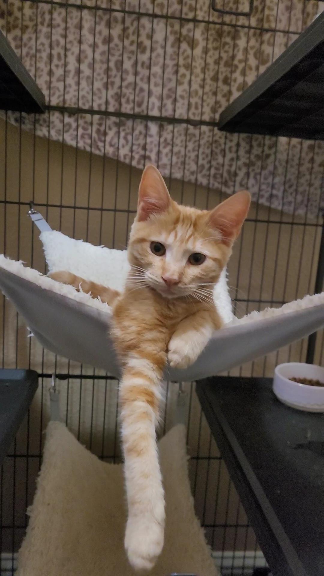 Enlarge EMBER, an adopted mixed breed in Escalon, CA image 5/6
