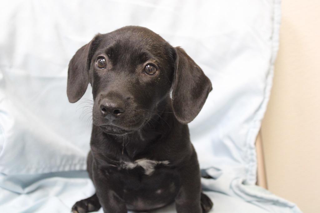 Enlarge Trooper, a Adoptable mixed breed in Clinton, SC image 1/1