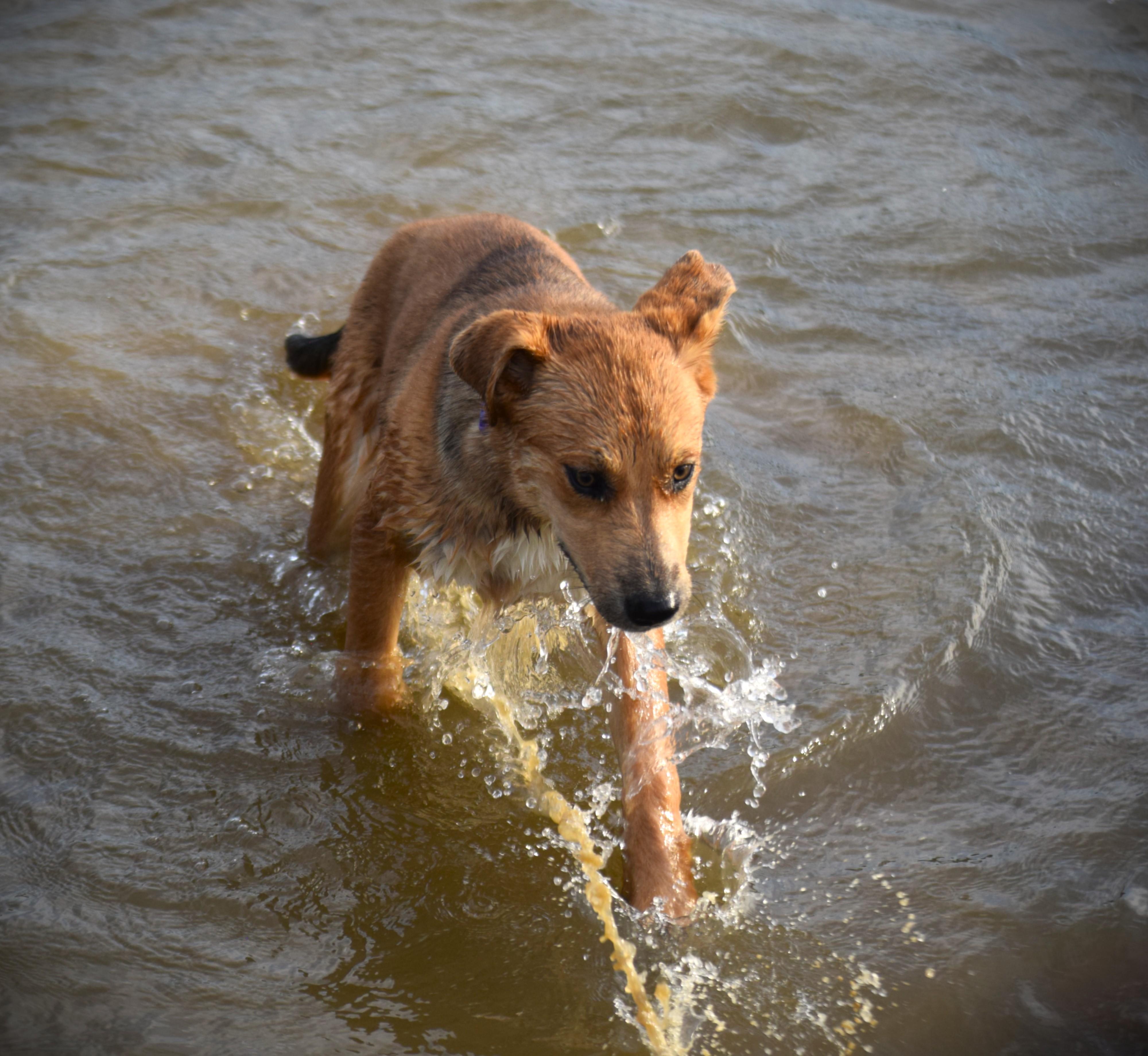Enlarge Hazel-Baby Golden, an adopted mixed breed in Rockport, IN image 3/6