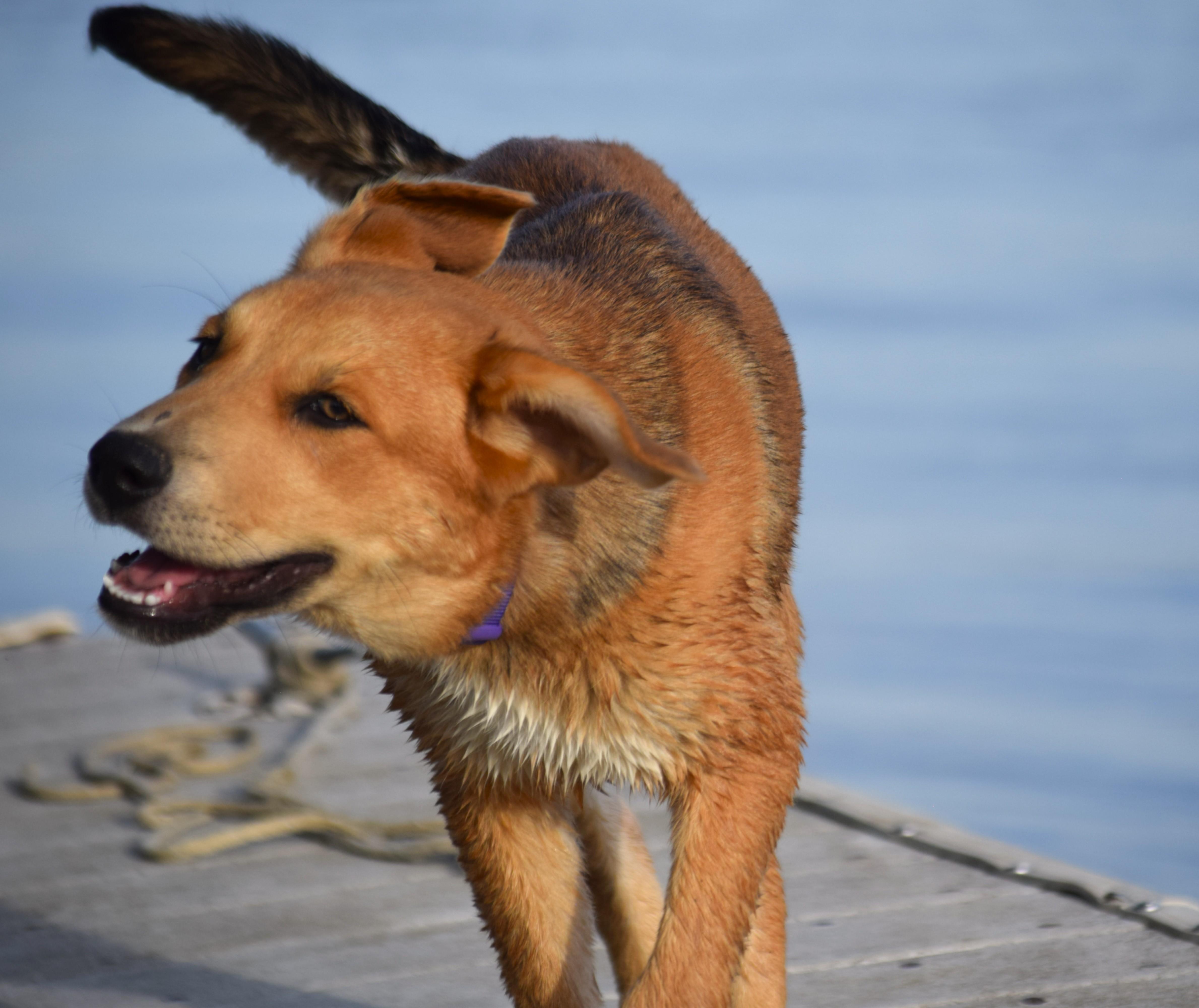 Enlarge Hazel-Baby Golden, an adopted mixed breed in Rockport, IN image 4/6