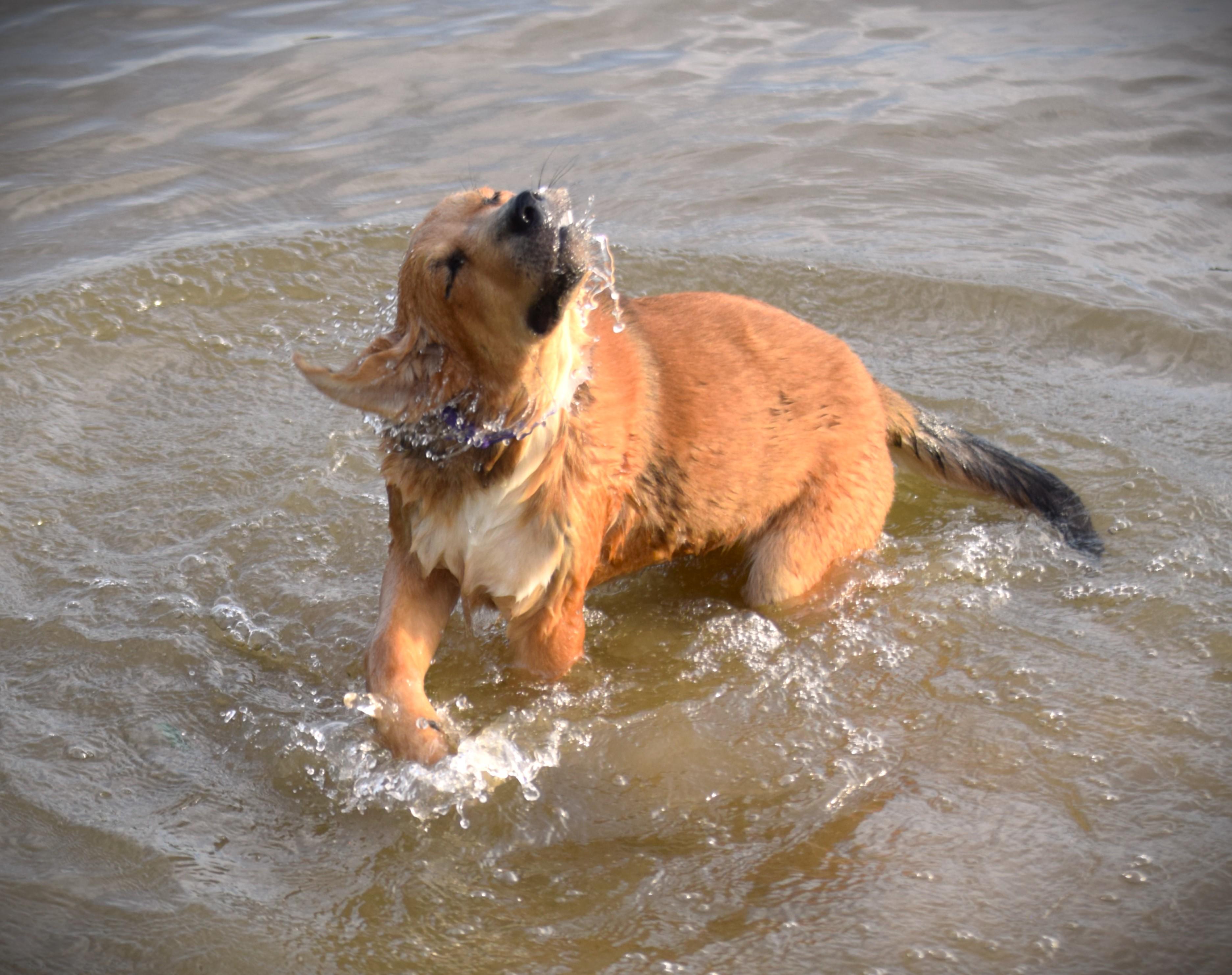 Enlarge Hazel-Baby Golden, an adopted mixed breed in Rockport, IN image 2/6
