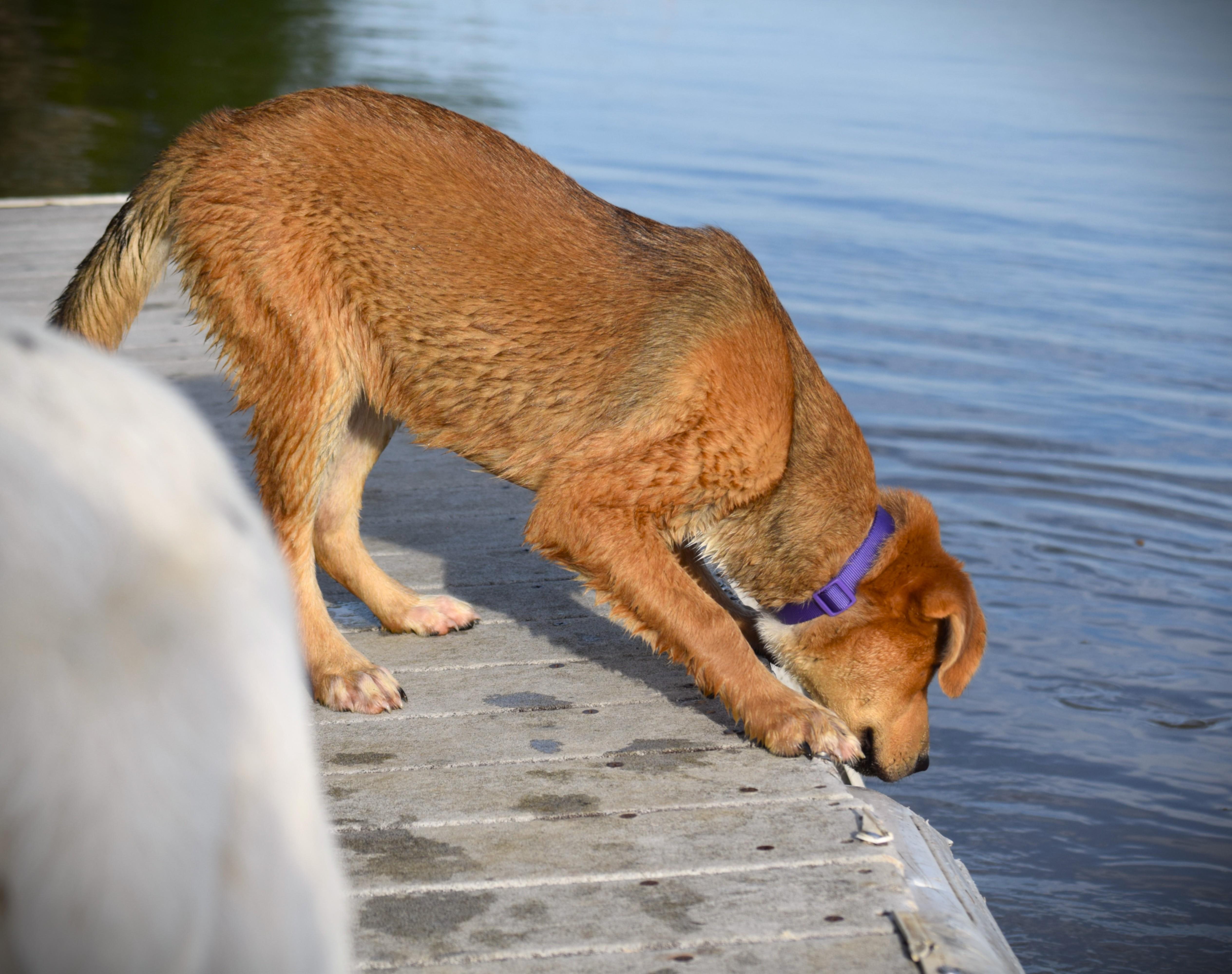 Enlarge Hazel-Baby Golden, an adopted mixed breed in Rockport, IN image 6/6