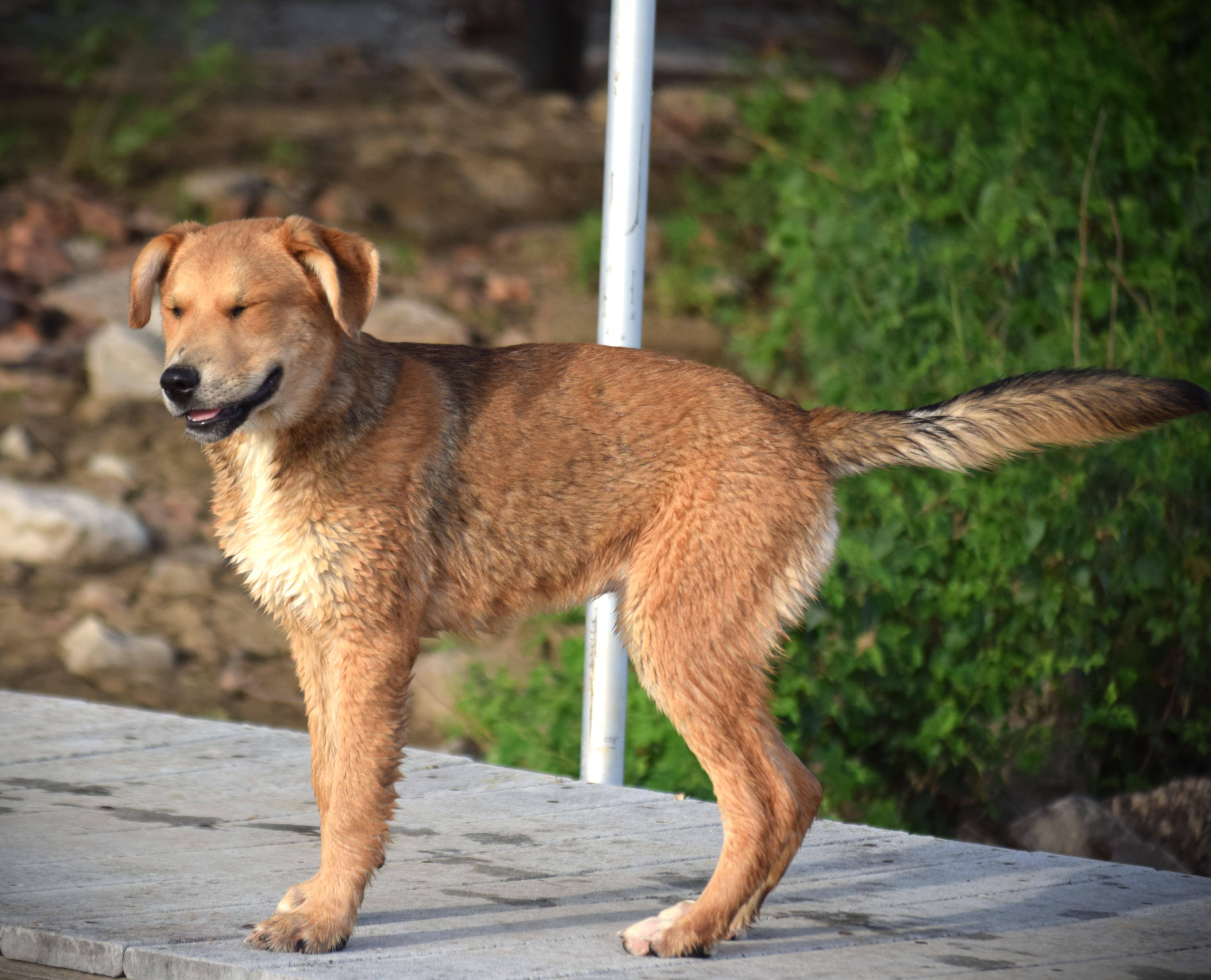 Enlarge Hazel-Baby Golden, an adopted mixed breed in Rockport, IN image 5/6