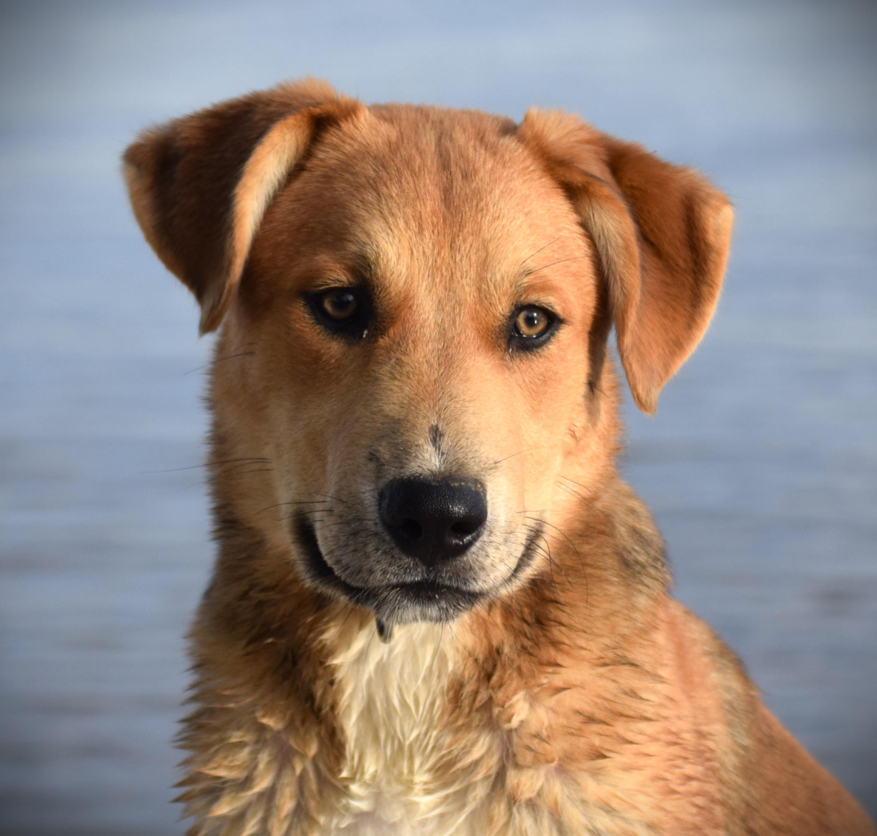 Hazel-Baby Golden, adopted, Puppy Female Golden Retriever & Labrador Retriever.
