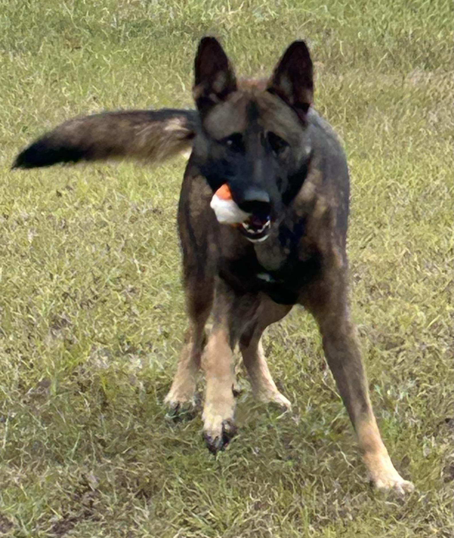 Max, ADOPTABLE, Adult Male Belgian Shepherd / Malinois.