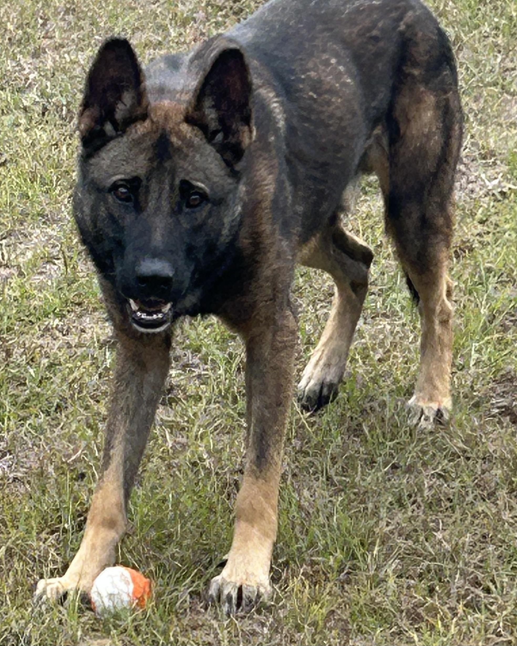 Enlarge Max, an adopted Belgian Shepherd / Malinois in Darien, GA image 2/3