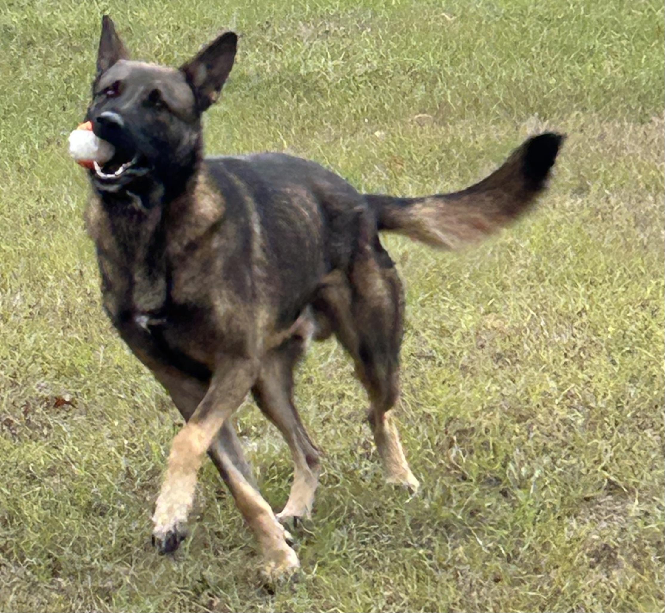 Enlarge Max, an adopted Belgian Shepherd / Malinois in Darien, GA image 3/3