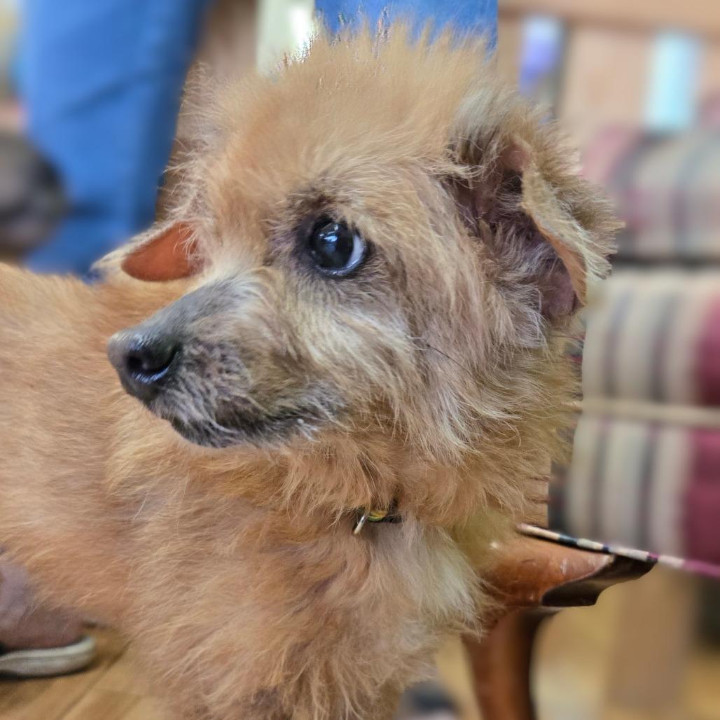 Moe, Adoptable, Senior Female Terrier.