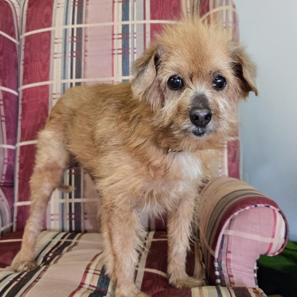 Moe, a Adoptable Terrier in Shelby, NC image 2/4