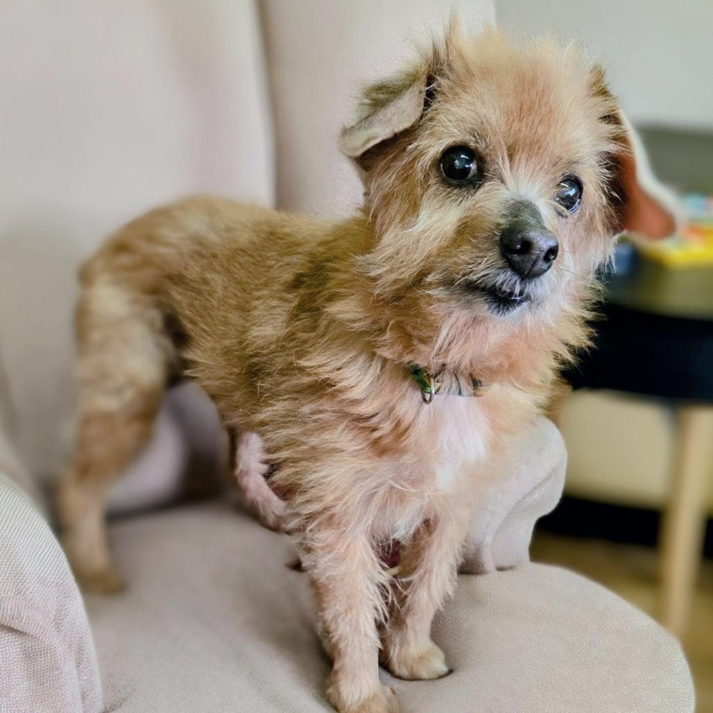 Moe, a Adoptable Terrier in Shelby, NC image 3/4