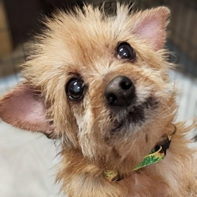 Moe, a Adoptable Terrier in Shelby, NC image 4/4