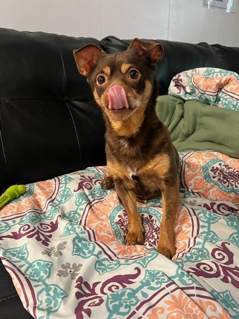 Sophia, an adopted Chihuahua in Foster, RI image 5/6