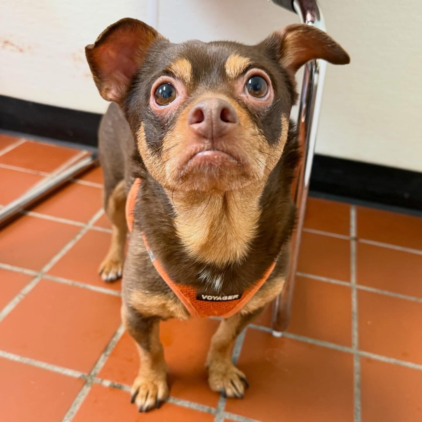Sophia, an adopted Chihuahua in Foster, RI image 2/6