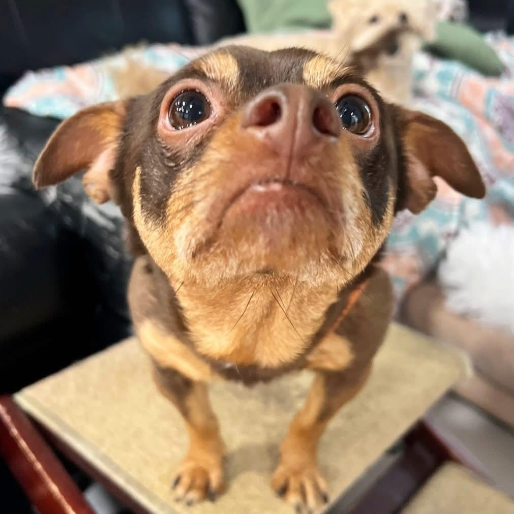 Sophia, an adopted Chihuahua in Foster, RI image 6/6