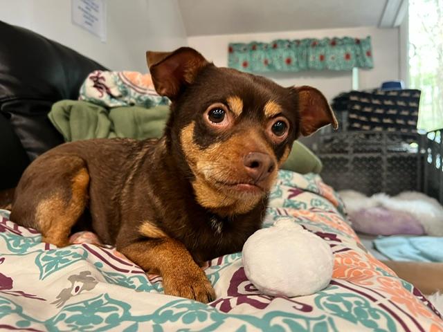 Sophia, an adopted Chihuahua in Foster, RI image 3/6