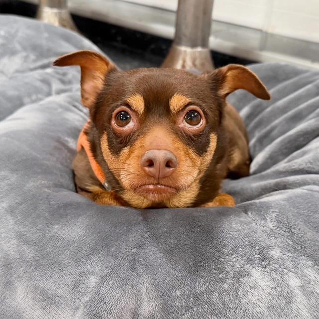 Sophia, adopted, Senior Female Chihuahua.