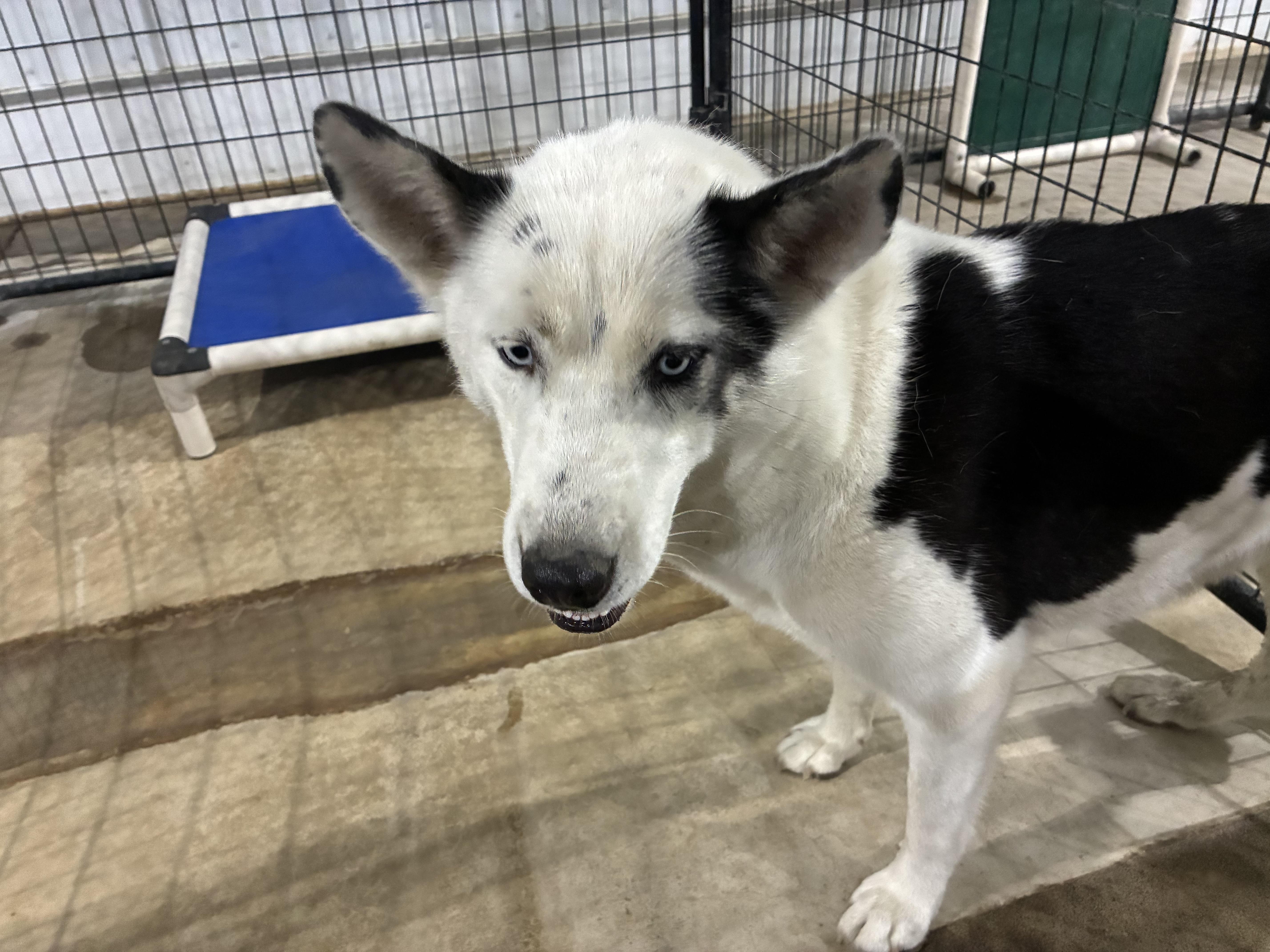 Sally - Sponsored, Adoptable, Young Female Cattle Dog.