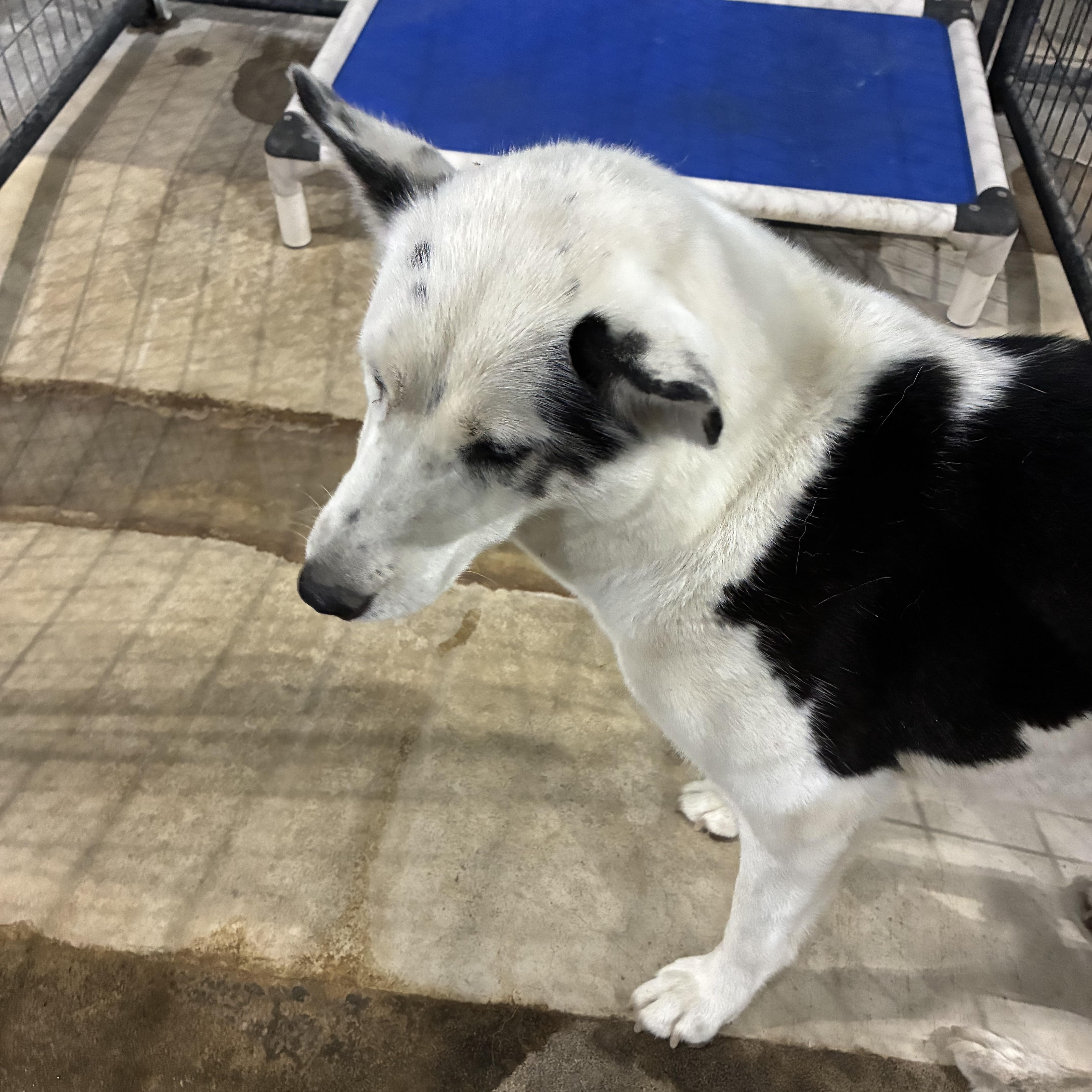 Enlarge Sally - Sponsored, a Adoptable mixed breed in St Henry, OH image 2/4