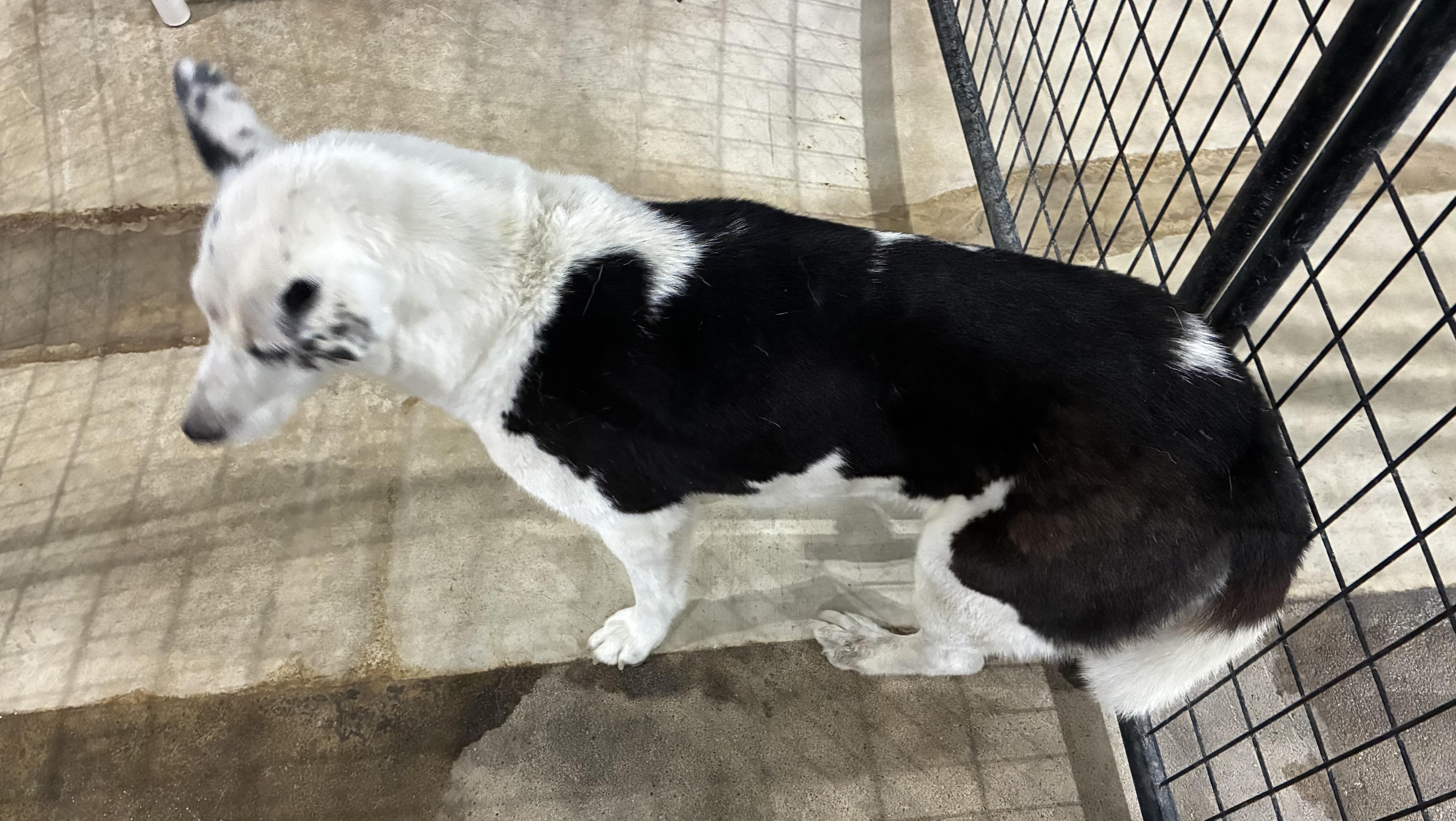 Enlarge Sally - Sponsored, a Adoptable mixed breed in St Henry, OH image 4/4