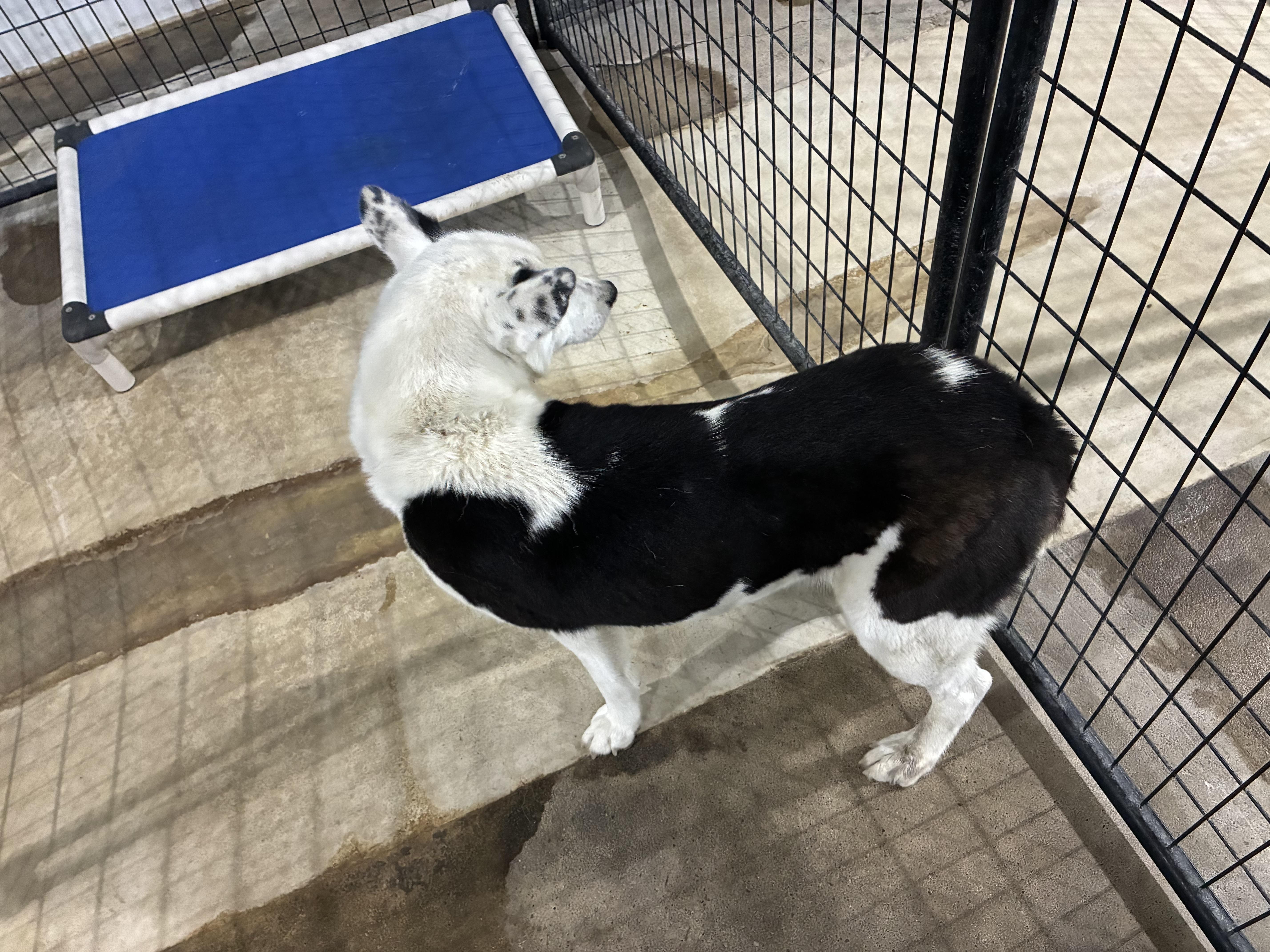 Enlarge Sally - Sponsored, a Adoptable mixed breed in St Henry, OH image 3/4