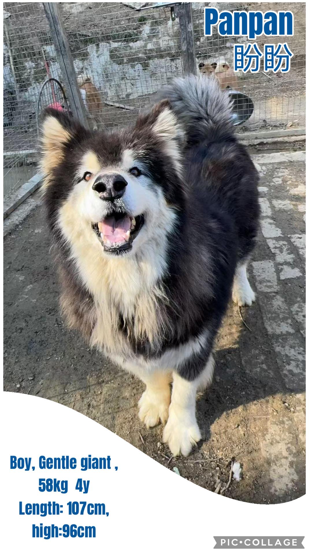 China PanPan, Adopted, Adult Male Alaskan Malamute.