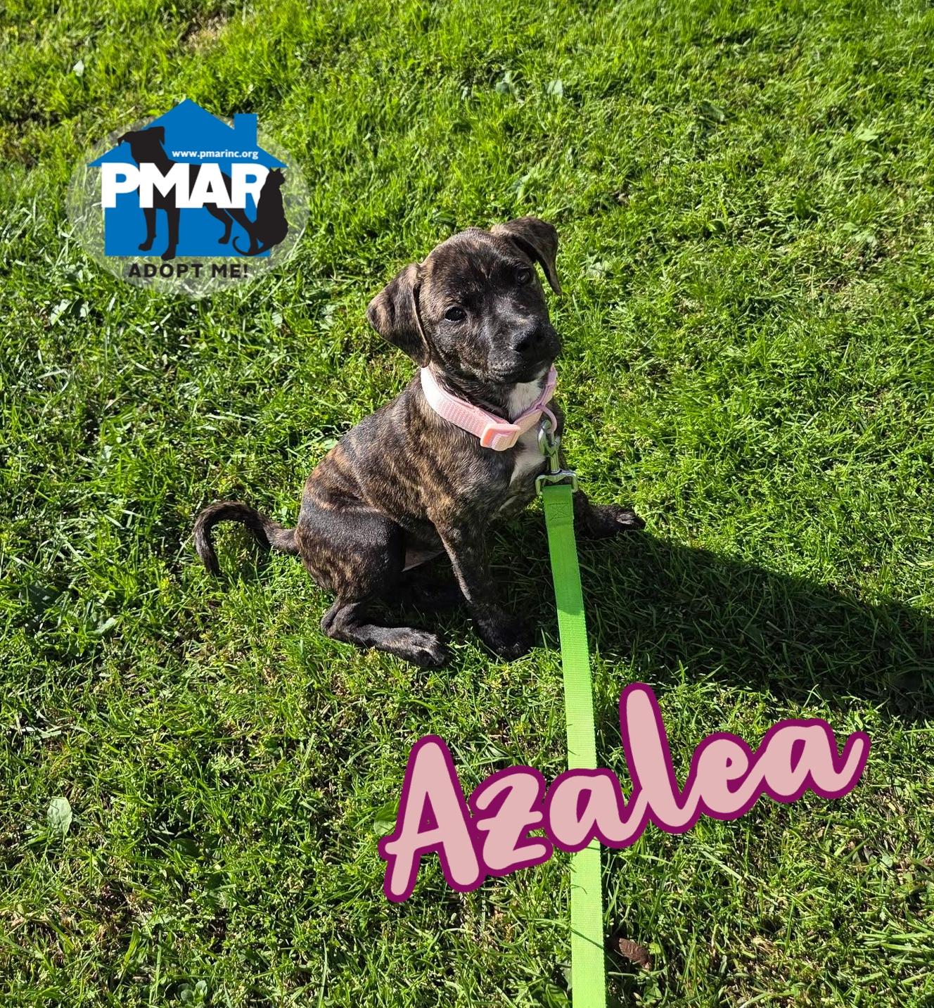 Azalea, Adopted, Puppy Female Pit Bull Terrier.