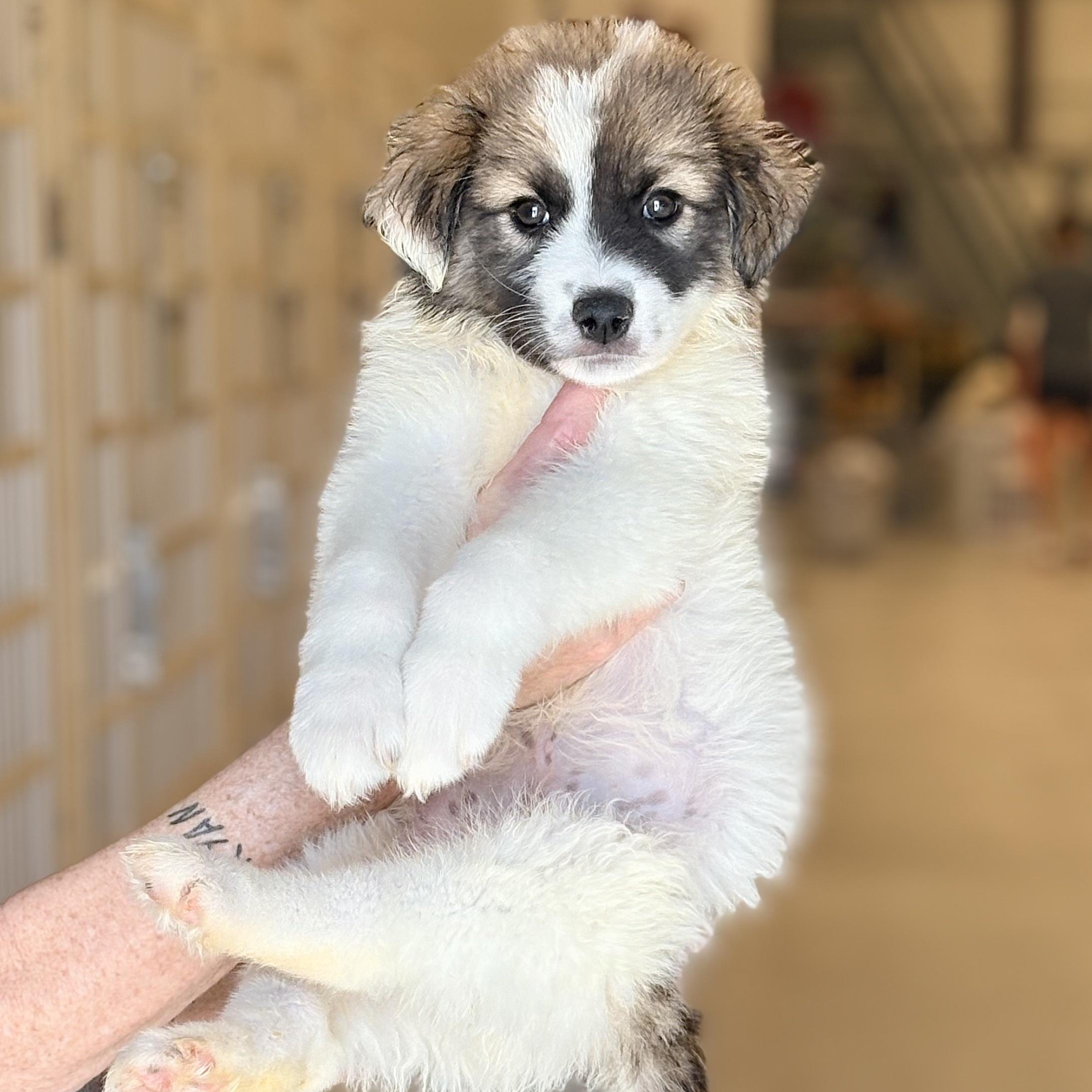 Logan, adopted, Puppy Male Collie.