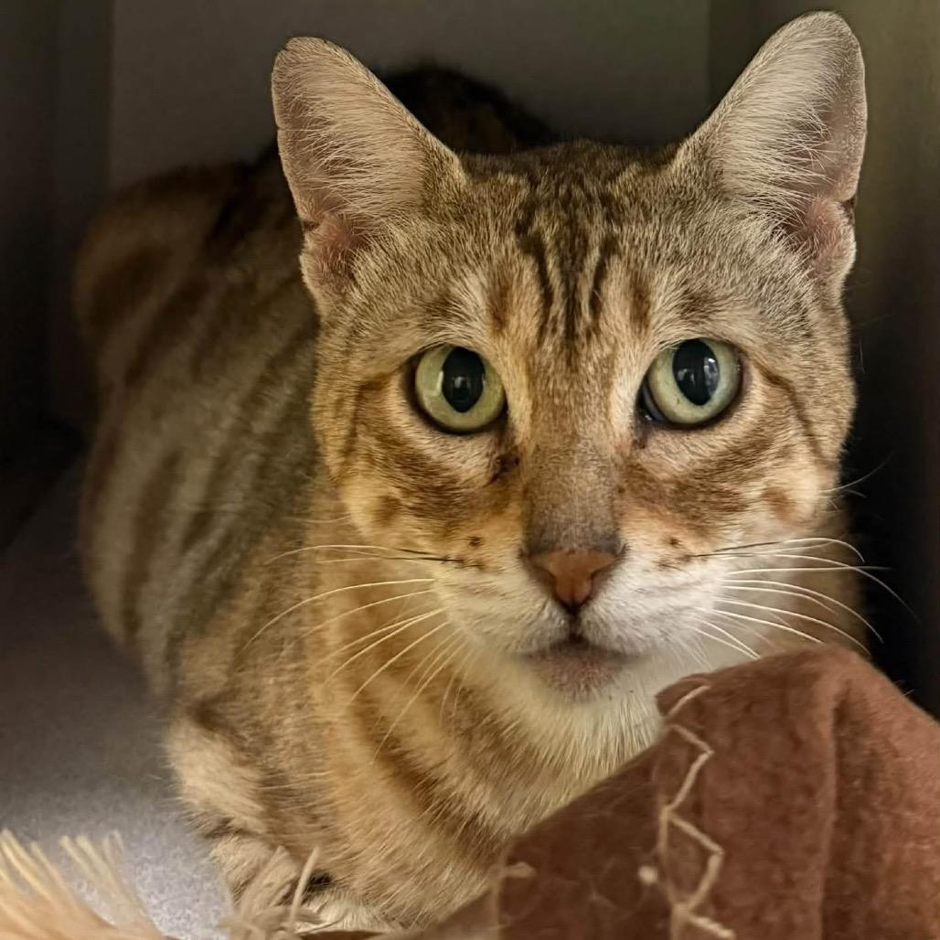 Kiwi, Adoptable, Adult Female Domestic Short Hair.
