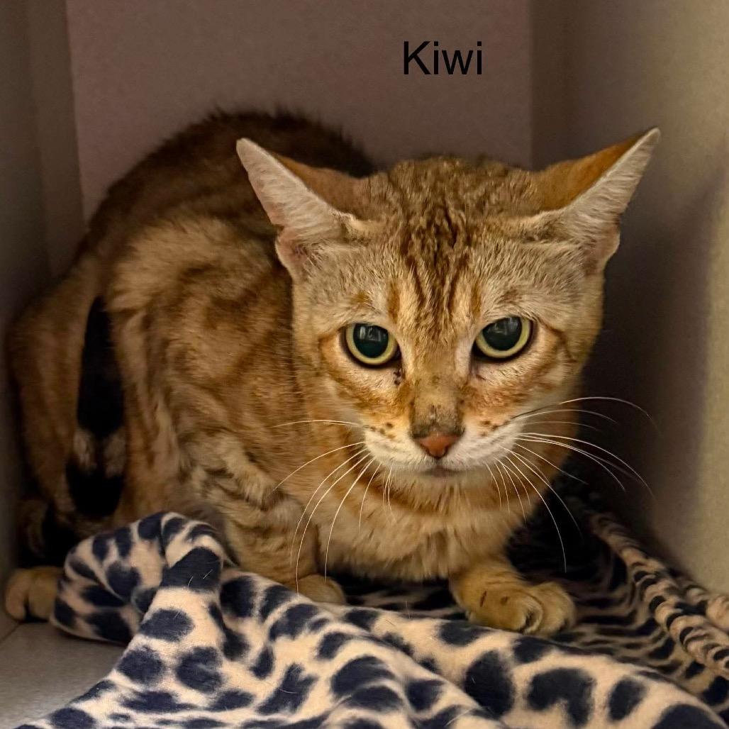 Enlarge Kiwi, a Adoptable Domestic Short Hair in Parkersburg, WV image 2/4