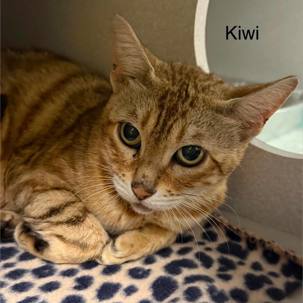 Enlarge Kiwi, a Adoptable Domestic Short Hair in Parkersburg, WV image 3/4