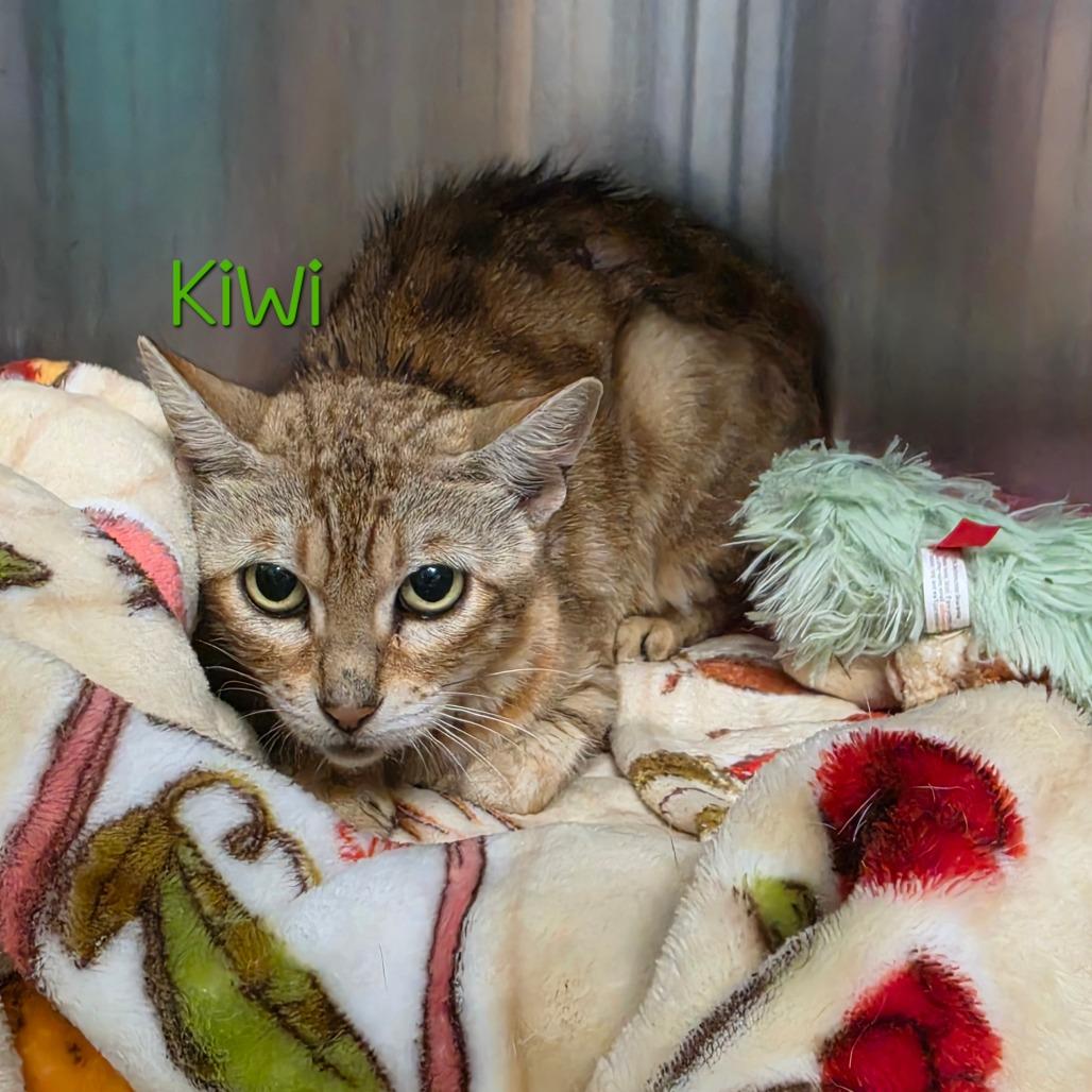 Enlarge Kiwi, a Adoptable Domestic Short Hair in Parkersburg, WV image 4/4