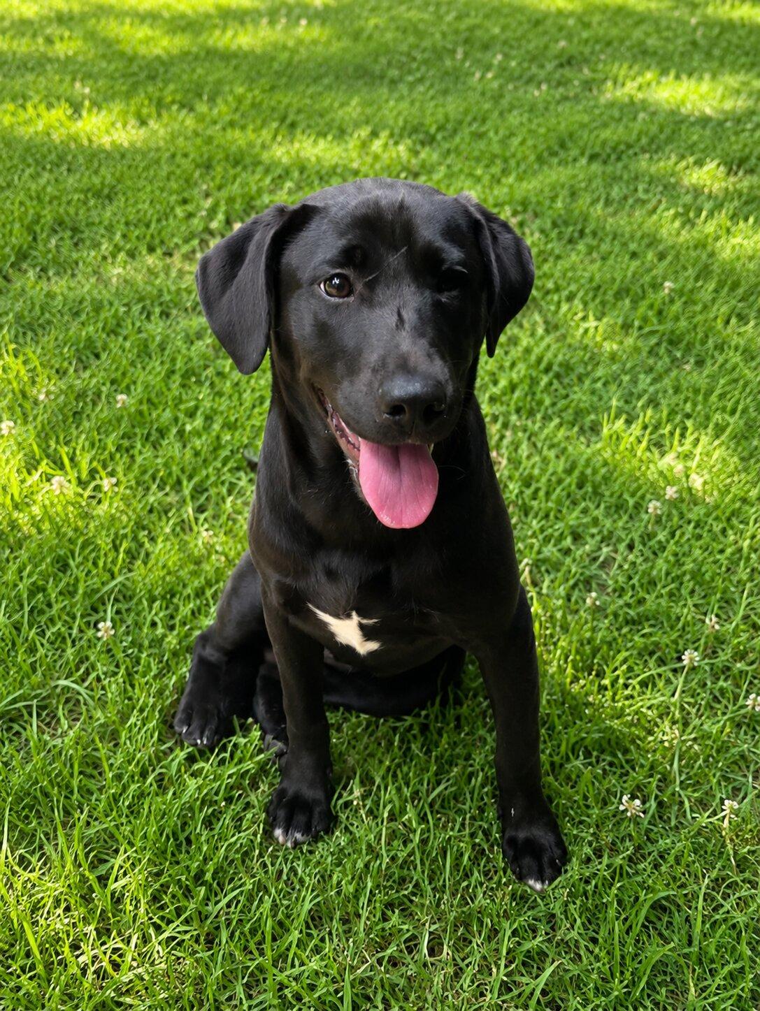 Enlarge Ember, a Adoptable Black Labrador Retriever in Willington, CT image 2/5