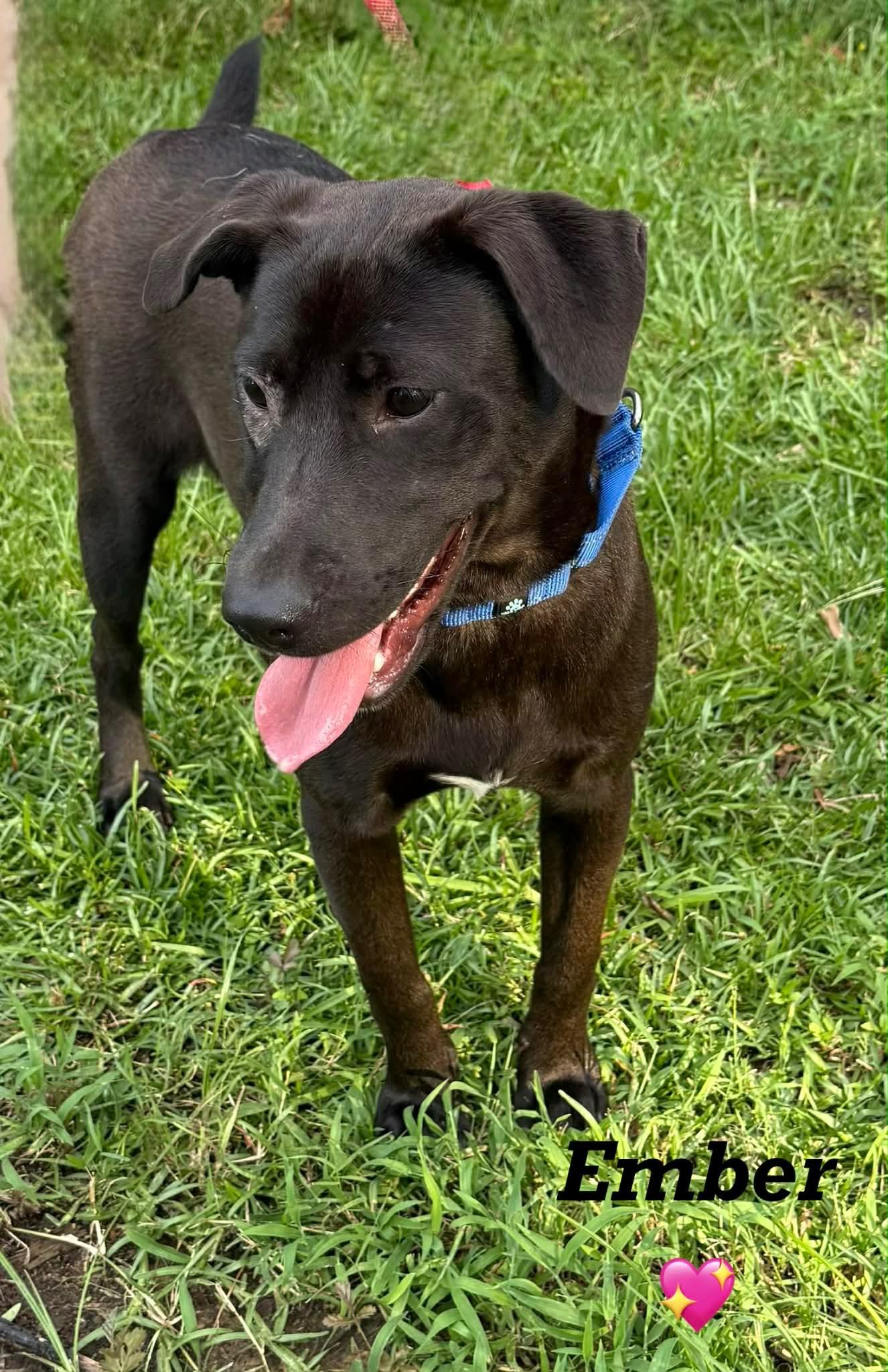 Enlarge Ember, a Adoptable Black Labrador Retriever in Willington, CT image 3/5