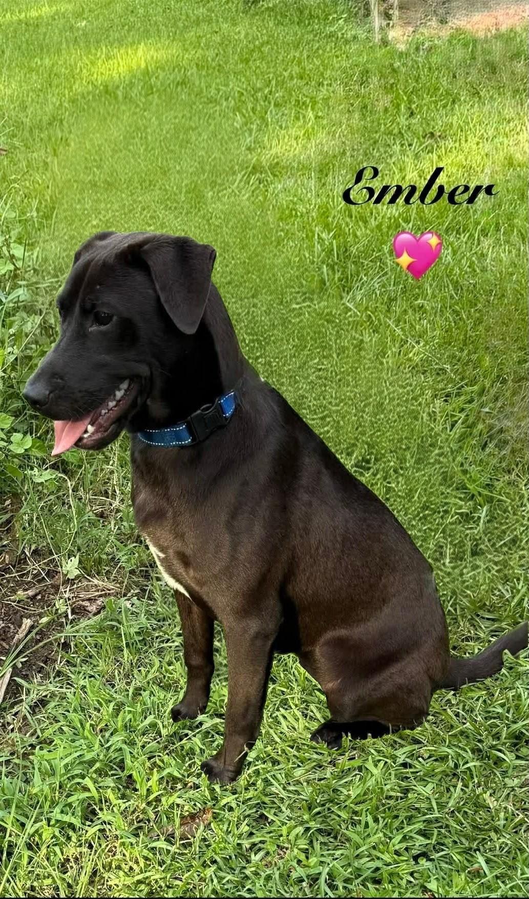 Enlarge Ember, a Adoptable Black Labrador Retriever in Willington, CT image 1/5