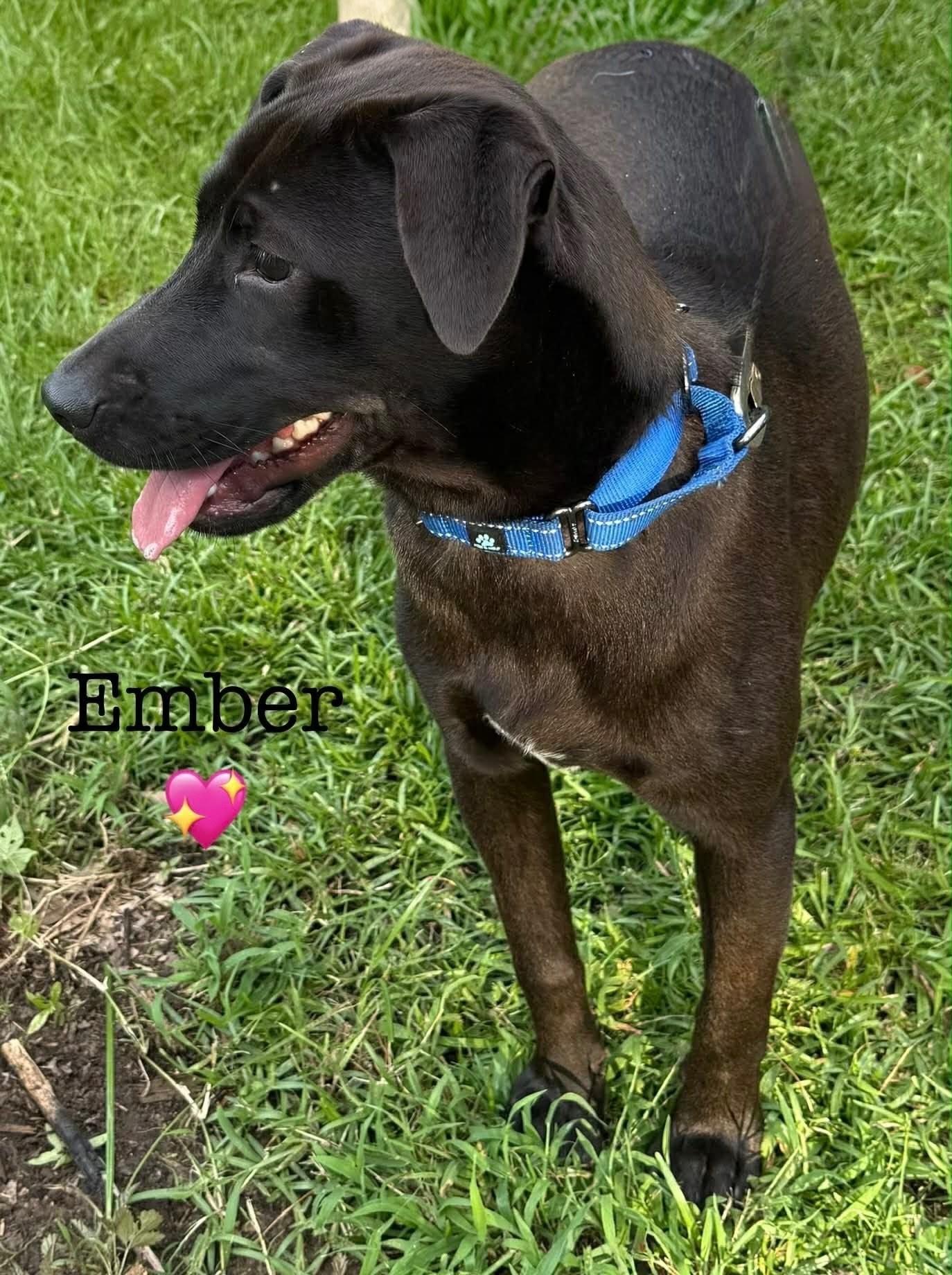Enlarge Ember, a Adoptable Black Labrador Retriever in Willington, CT image 4/5