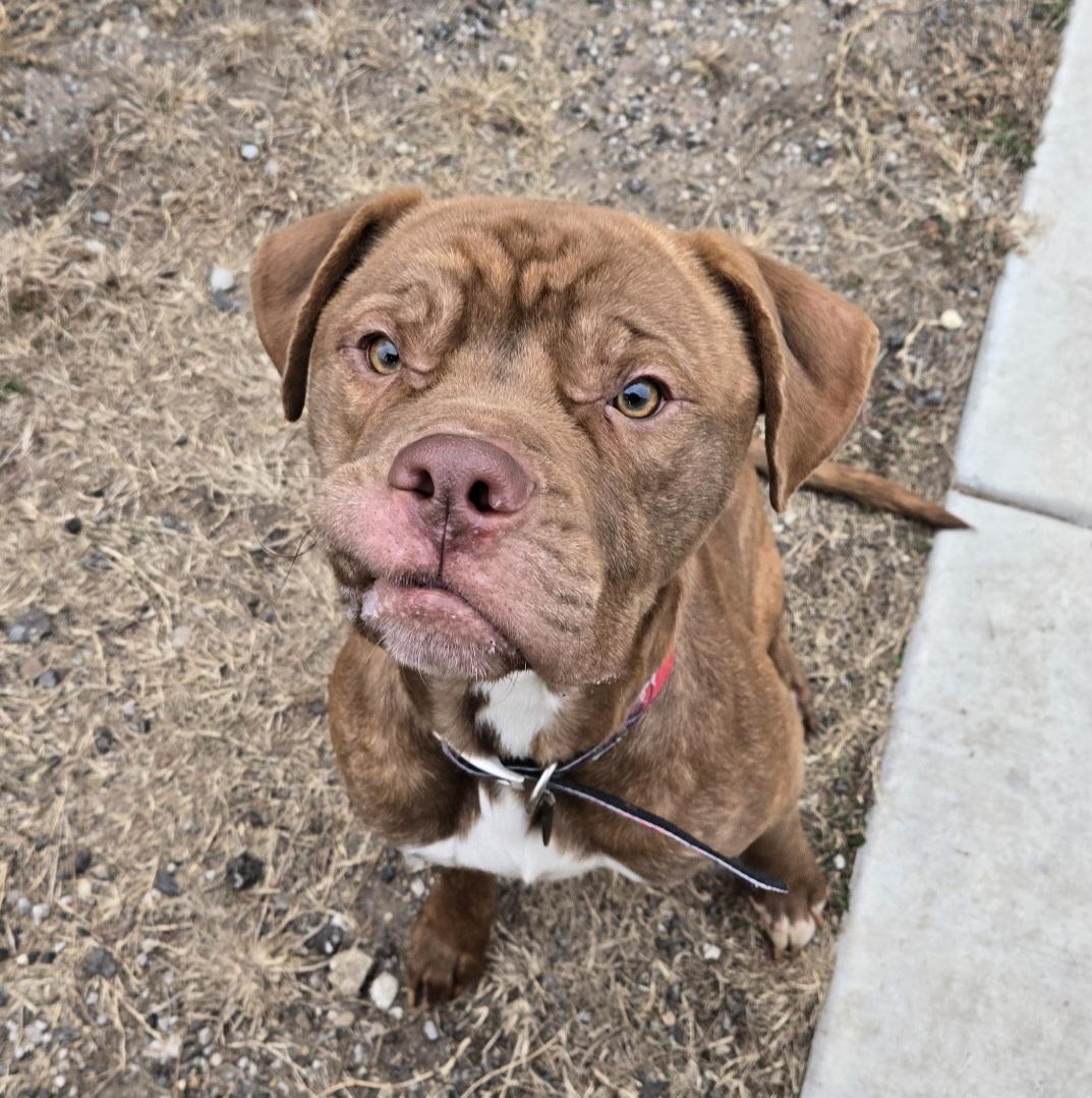 Hooch, Young Male Dogue de Bordeaux