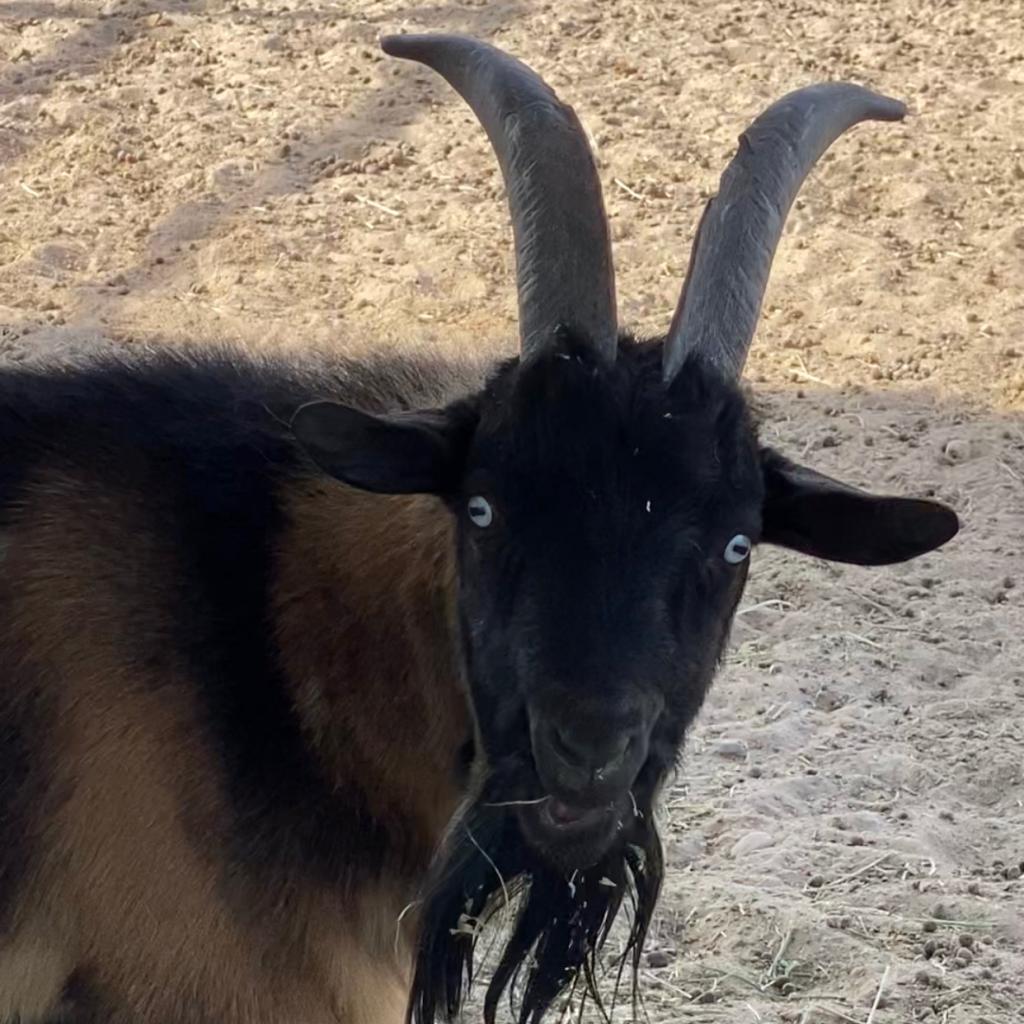 Finn, Adoptable, Adult Male Goat.