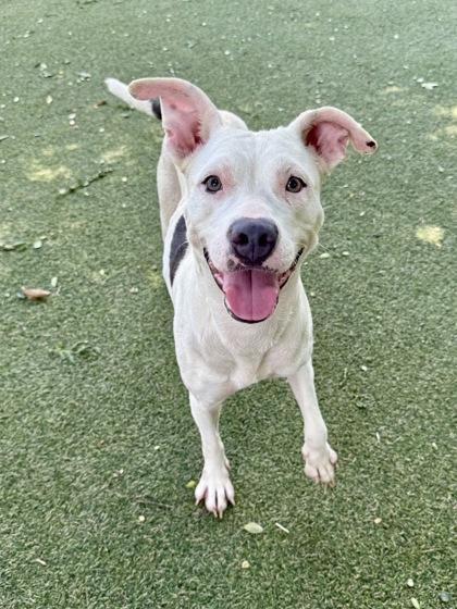 Raven, Adoptable, Young Female Terrier & Mixed Breed.