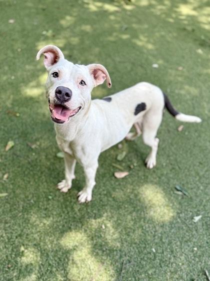 Enlarge Raven, a Adoptable mixed breed in Picayune, MS image 2/3