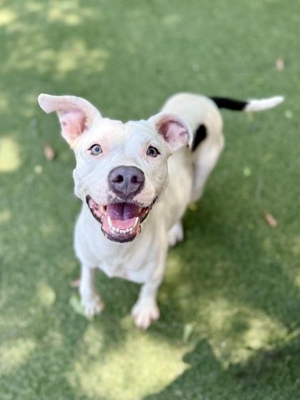 Enlarge Raven, a Adoptable mixed breed in Picayune, MS image 3/3