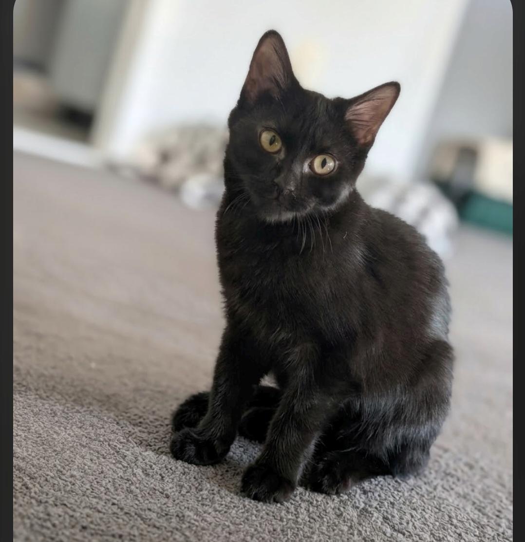 Enlarge Longbow, a Adoptable Domestic Short Hair in Leesburg, VA image 5/5