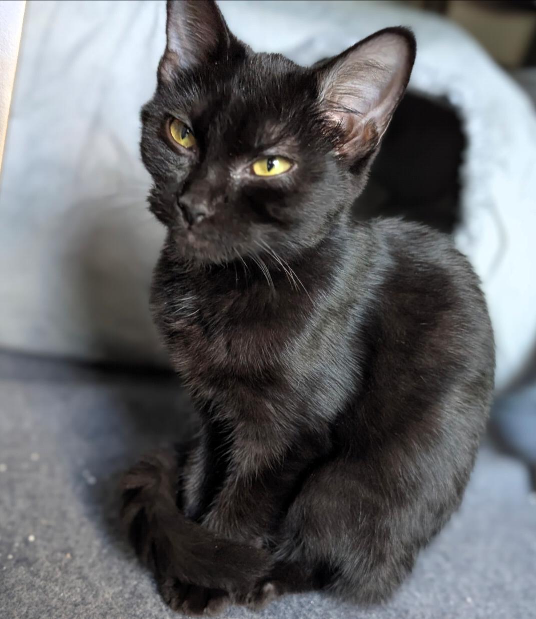 Enlarge Longbow, a Adoptable Domestic Short Hair in Leesburg, VA image 1/5