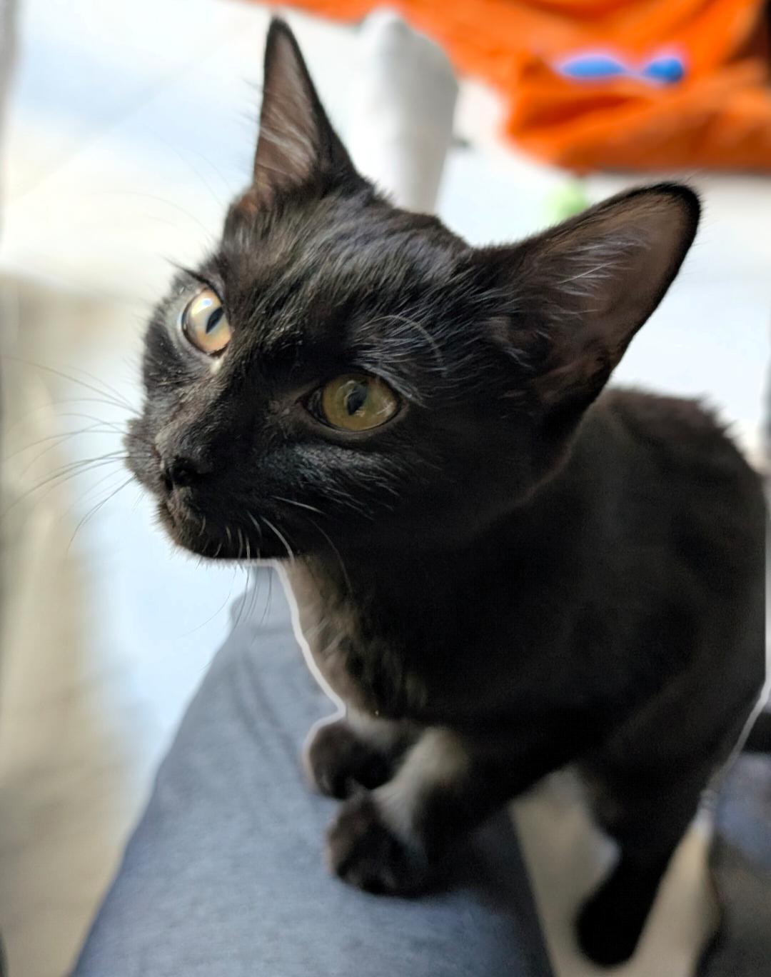 Enlarge Longbow, a Adoptable Domestic Short Hair in Leesburg, VA image 3/5