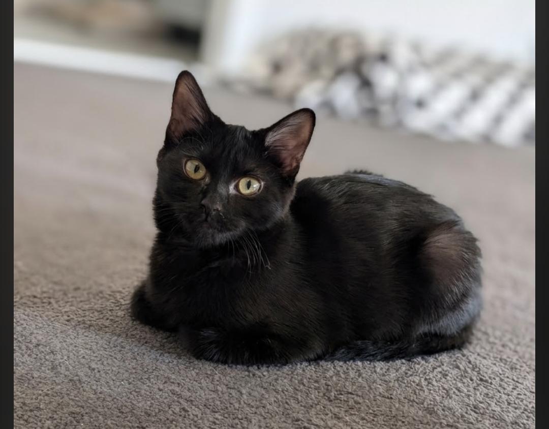 Enlarge Longbow, a Adoptable Domestic Short Hair in Leesburg, VA image 4/5