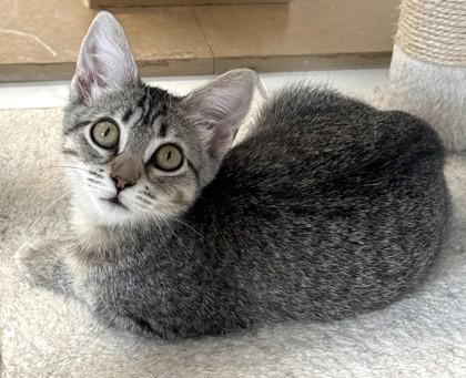 Athena, Adoptable, Kitten Female Domestic Short Hair & Domestic Short Hair.