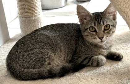 Enlarge Athena, a Adoptable mixed breed in Venice, FL image 2/3