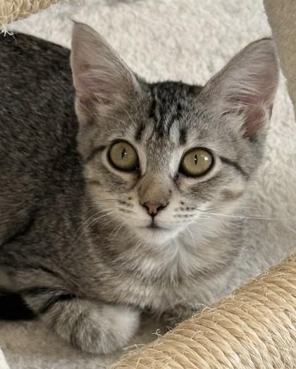 Enlarge Athena, a Adoptable mixed breed in Venice, FL image 3/3
